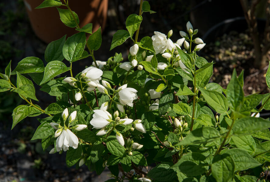 Pustoryl Lemonův 'Manteau d'Hermine' - Philadelphus lemoinei 'Manteau d'Hermine'