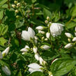 Pustoryl Lemonův 'Manteau d'Hermine' - Philadelphus lemoinei 'Manteau d'Hermine'