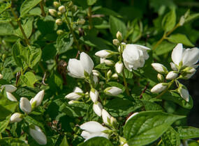 Pustoryl Lemonův 'Manteau d'Hermine' - Philadelphus lemoinei 'Manteau d'Hermine'