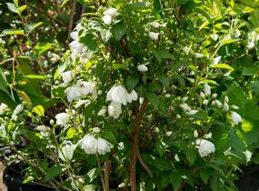 Pustoryl Lemonův 'Manteau d'Hermine' - Philadelphus lemoinei 'Manteau d'Hermine'
