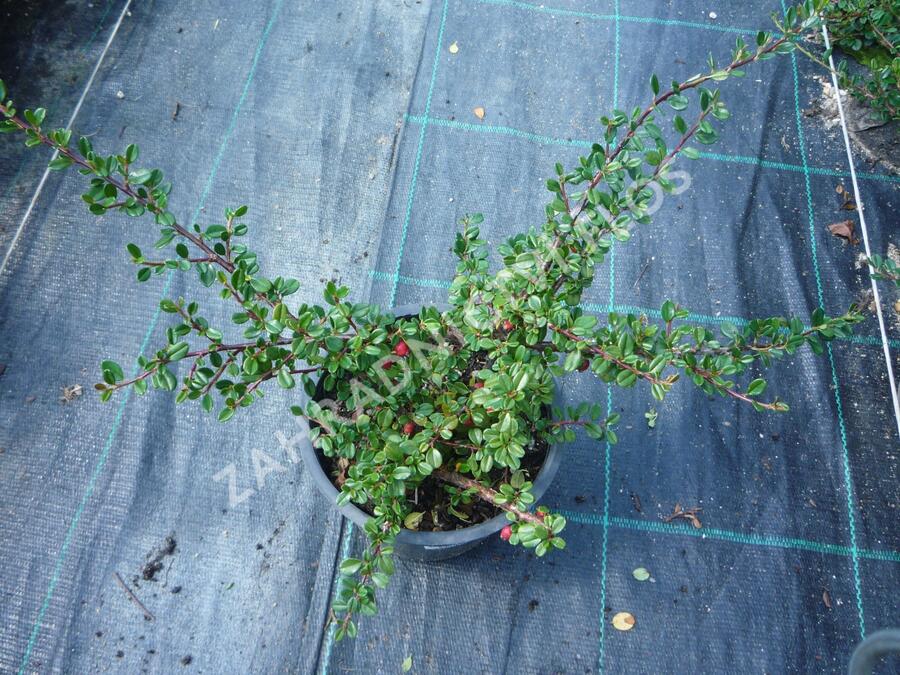 Skalník drobnolistý - Cotoneaster microphyllus