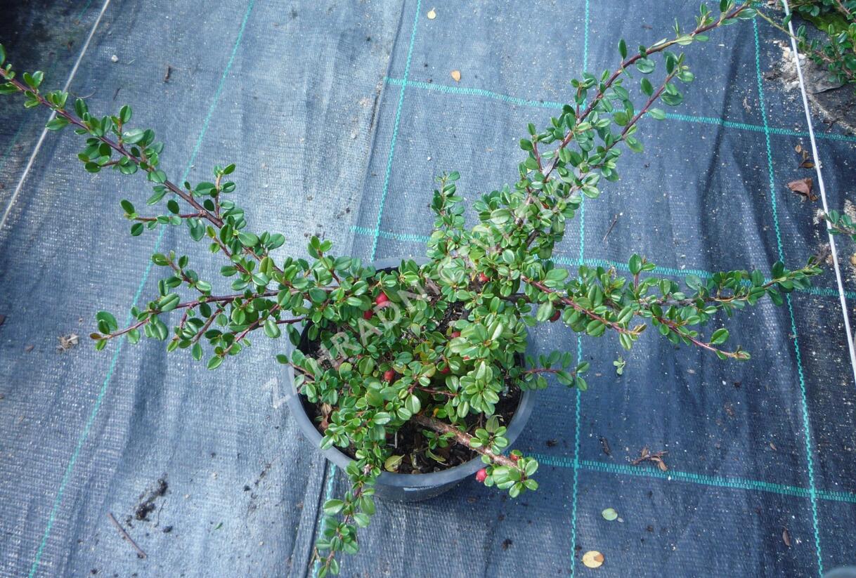 Skalník drobnolistý - Cotoneaster microphyllus