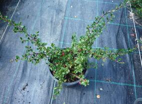 Skalník drobnolistý - Cotoneaster microphyllus