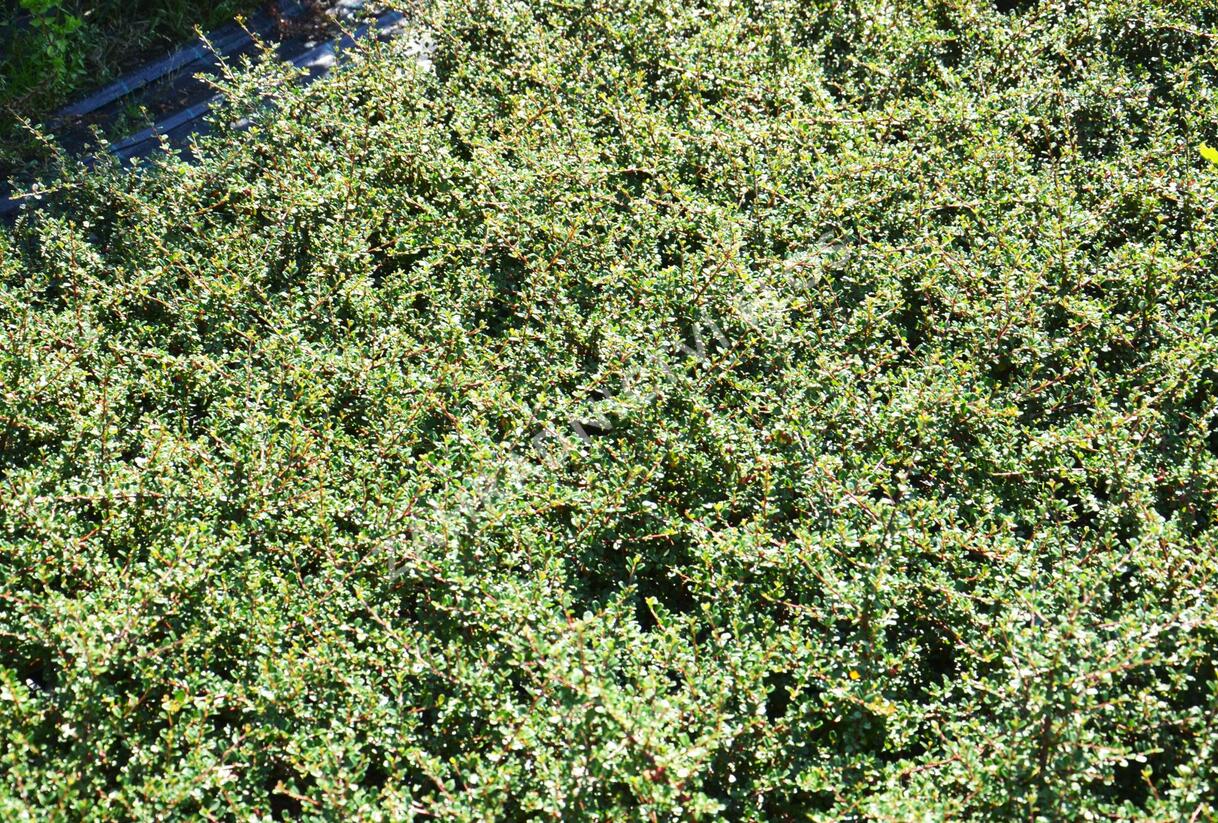 Skalník drobnolistý - Cotoneaster microphyllus
