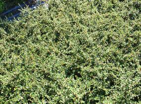Skalník drobnolistý - Cotoneaster microphyllus