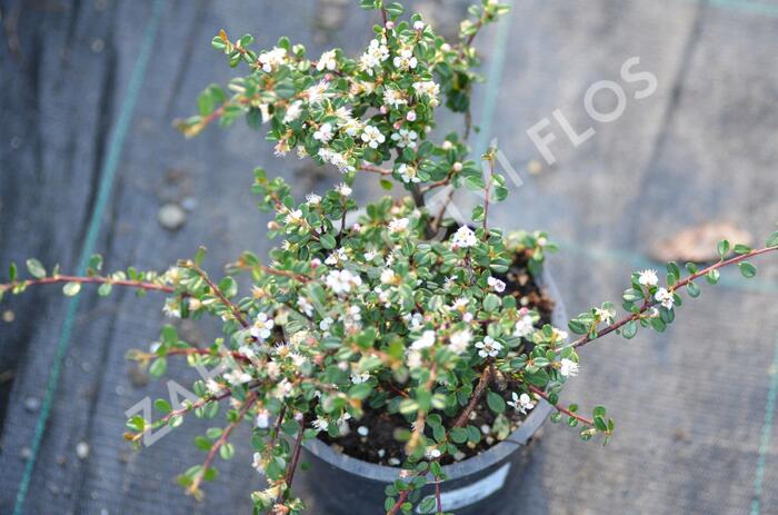 Skalník drobnolistý - Cotoneaster microphyllus
