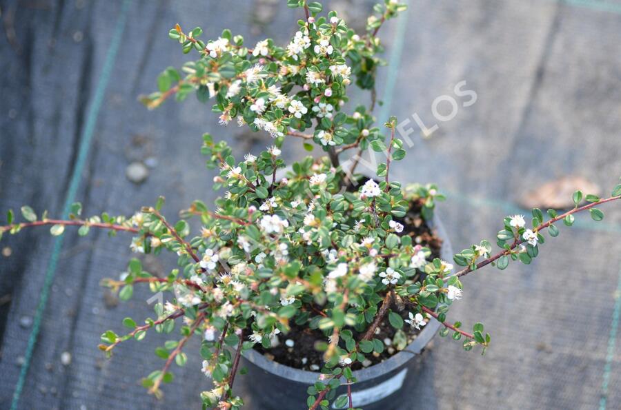 Skalník drobnolistý - Cotoneaster microphyllus
