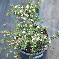 Skalník drobnolistý - Cotoneaster microphyllus