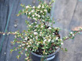 Skalník drobnolistý - Cotoneaster microphyllus