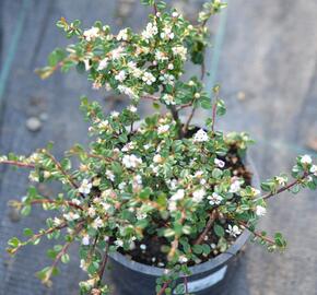 Skalník drobnolistý - Cotoneaster microphyllus