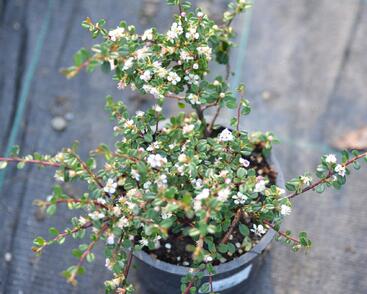 Skalník drobnolistý