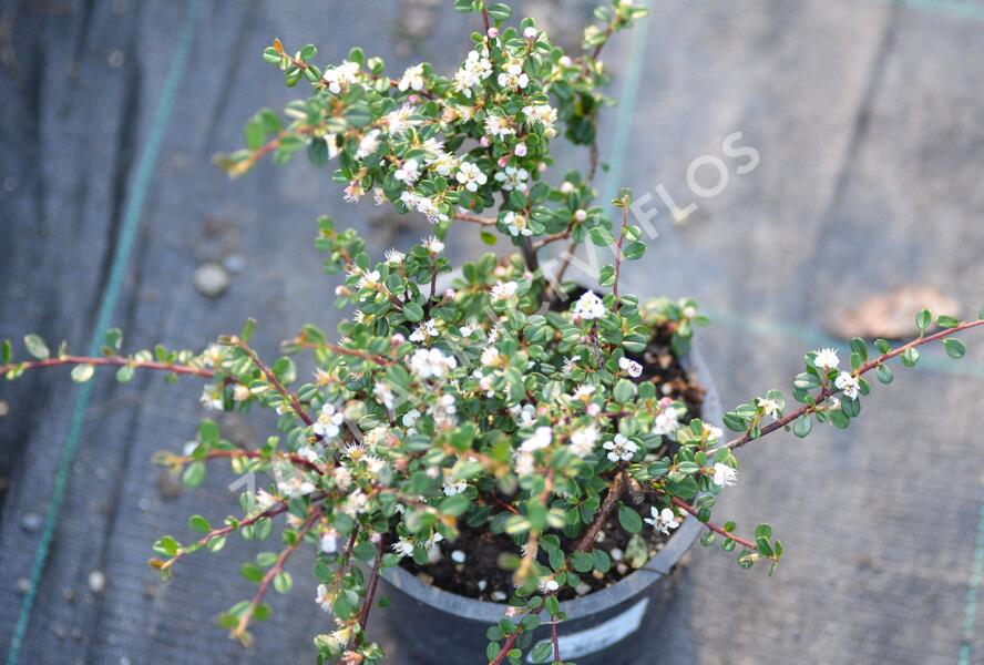 Skalník drobnolistý - Cotoneaster microphyllus