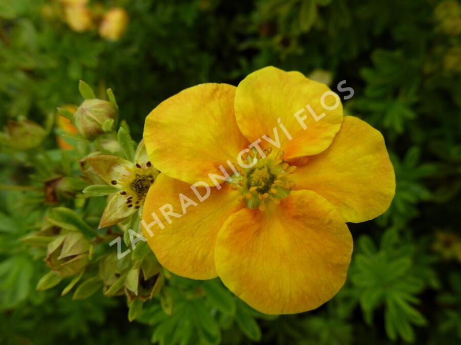 Mochna křovitá 'Orange Star' - Potentilla fruticosa 'Orange Star'