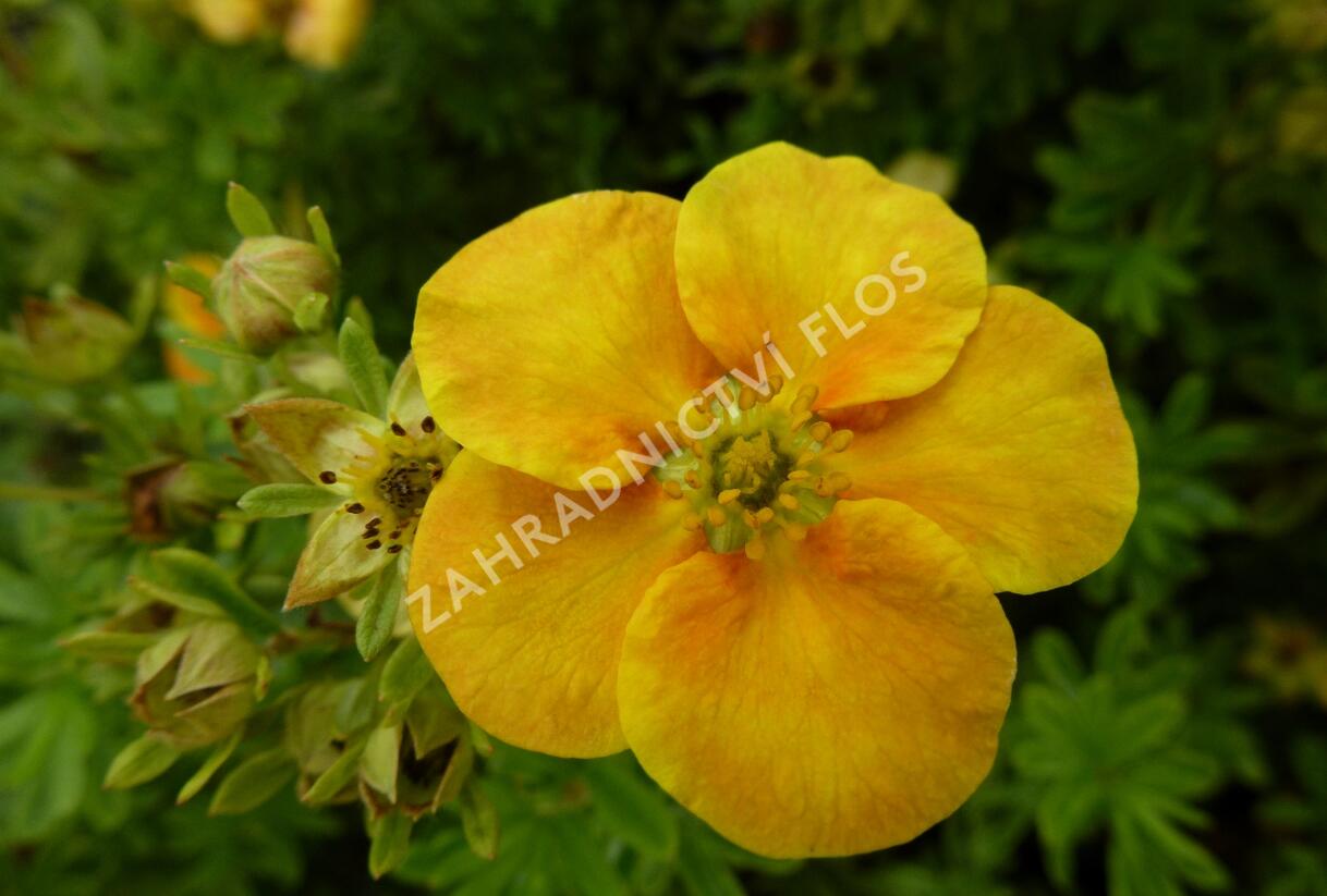 Mochna křovitá 'Orange Star' - Potentilla fruticosa 'Orange Star'