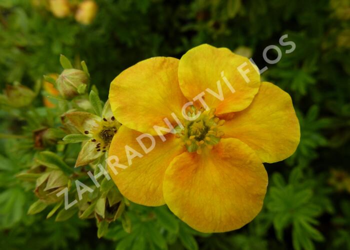 Mochna křovitá 'Orange Star' - Potentilla fruticosa 'Orange Star'