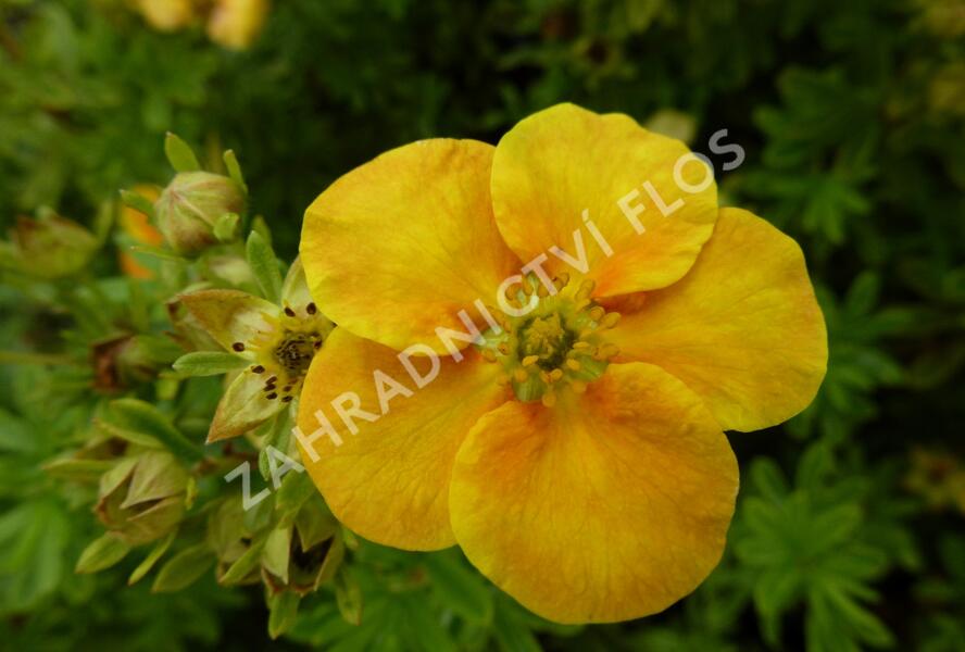 Mochna křovitá 'Orange Star' - Potentilla fruticosa 'Orange Star'