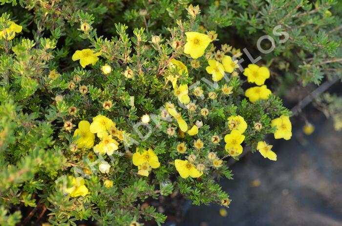 Mochna křovitá 'Kobold' - Potentilla fruticosa 'Kobold'