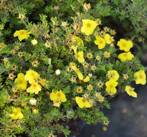 Mochna křovitá 'Kobold' - Potentilla fruticosa 'Kobold'