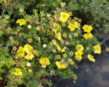 Mochna křovitá 'Kobold'