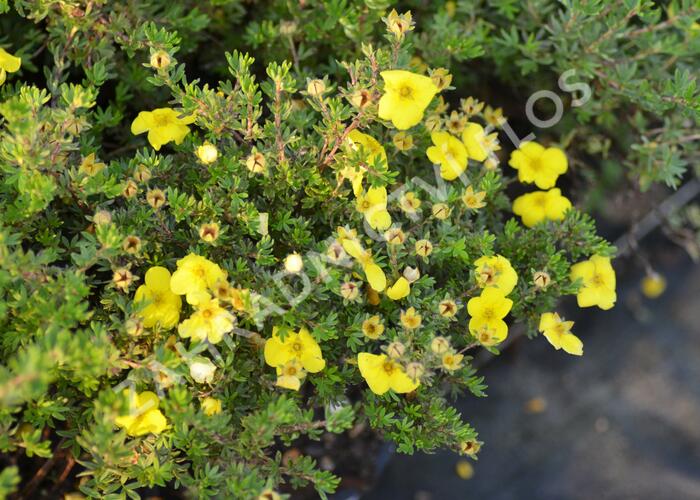 Mochna křovitá 'Kobold' - Potentilla fruticosa 'Kobold'