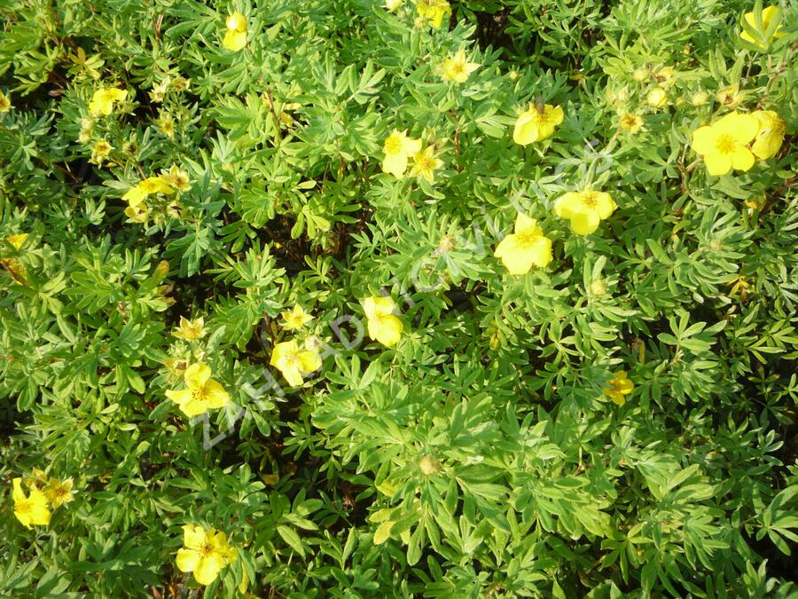 Mochna křovitá 'Hachmann's Gigant' - Potentilla fruticosa 'Hachmann's Gigant'