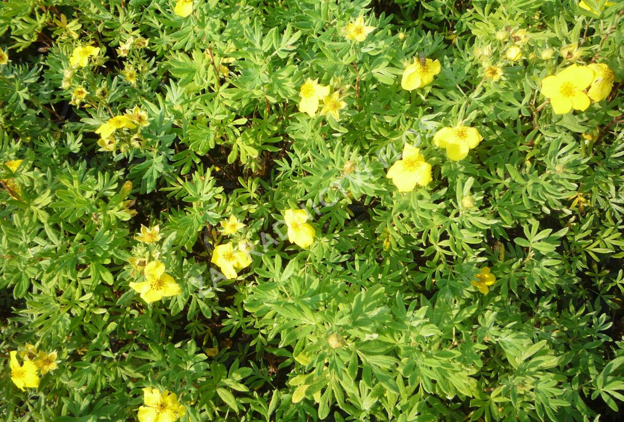 Mochna křovitá 'Hachmann's Gigant' - Potentilla fruticosa 'Hachmann's Gigant'
