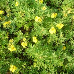 Mochna křovitá 'Hachmann's Gigant' - Potentilla fruticosa 'Hachmann's Gigant'