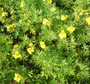 Mochna křovitá 'Hachmann's Gigant' - Potentilla fruticosa 'Hachmann's Gigant'