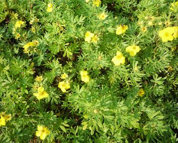 Mochna křovitá 'Hachmann's Gigant'