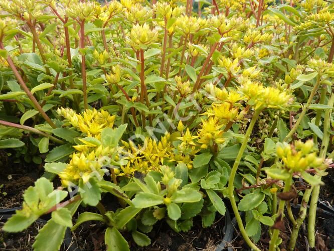 Rozchodník 'Euphorbioides' - Sedum aizoon 'Euphorbioides'