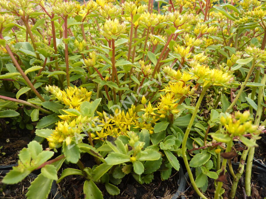 Rozchodník 'Euphorbioides' - Sedum aizoon 'Euphorbioides'