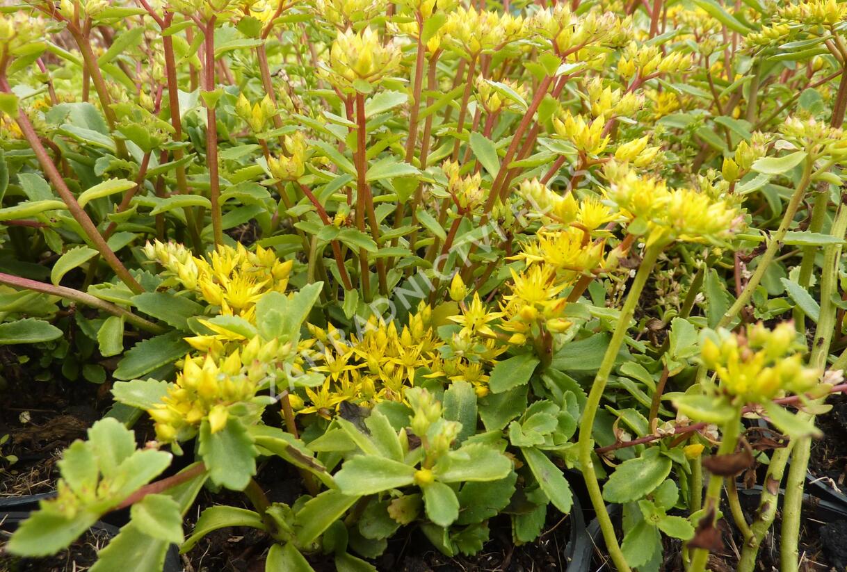 Rozchodník 'Euphorbioides' - Sedum aizoon 'Euphorbioides'