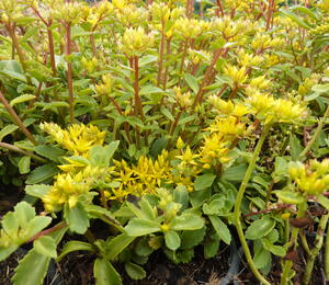 Rozchodník 'Euphorbioides' - Sedum aizoon 'Euphorbioides'
