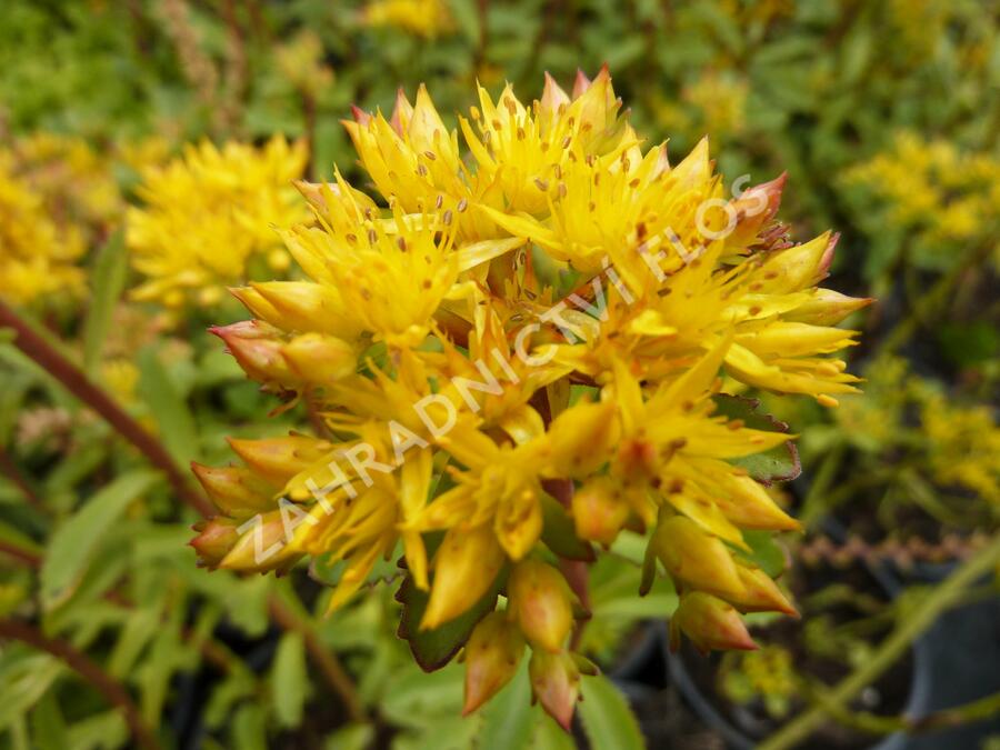 Rozchodník 'Euphorbioides' - Sedum aizoon 'Euphorbioides'