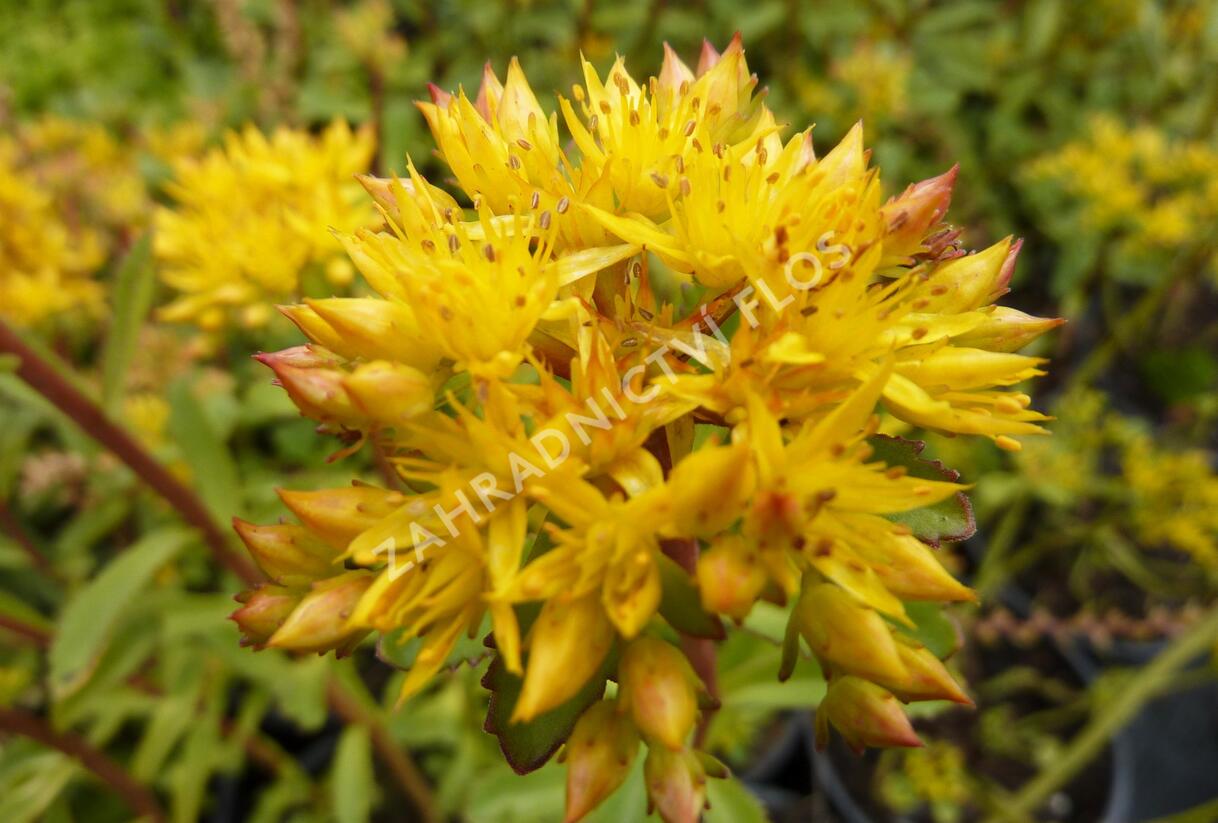 Rozchodník 'Euphorbioides' - Sedum aizoon 'Euphorbioides'