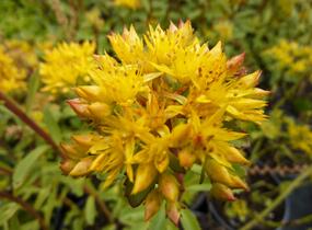 Rozchodník 'Euphorbioides' - Sedum aizoon 'Euphorbioides'
