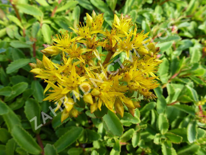 Rozchodník 'Euphorbioides' - Sedum aizoon 'Euphorbioides'