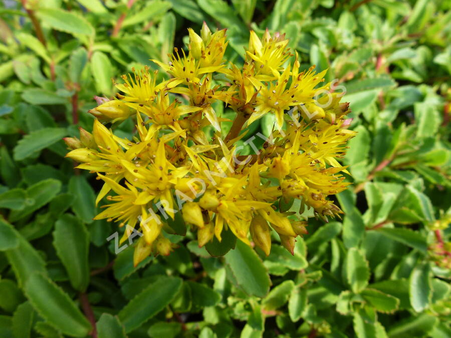 Rozchodník 'Euphorbioides' - Sedum aizoon 'Euphorbioides'