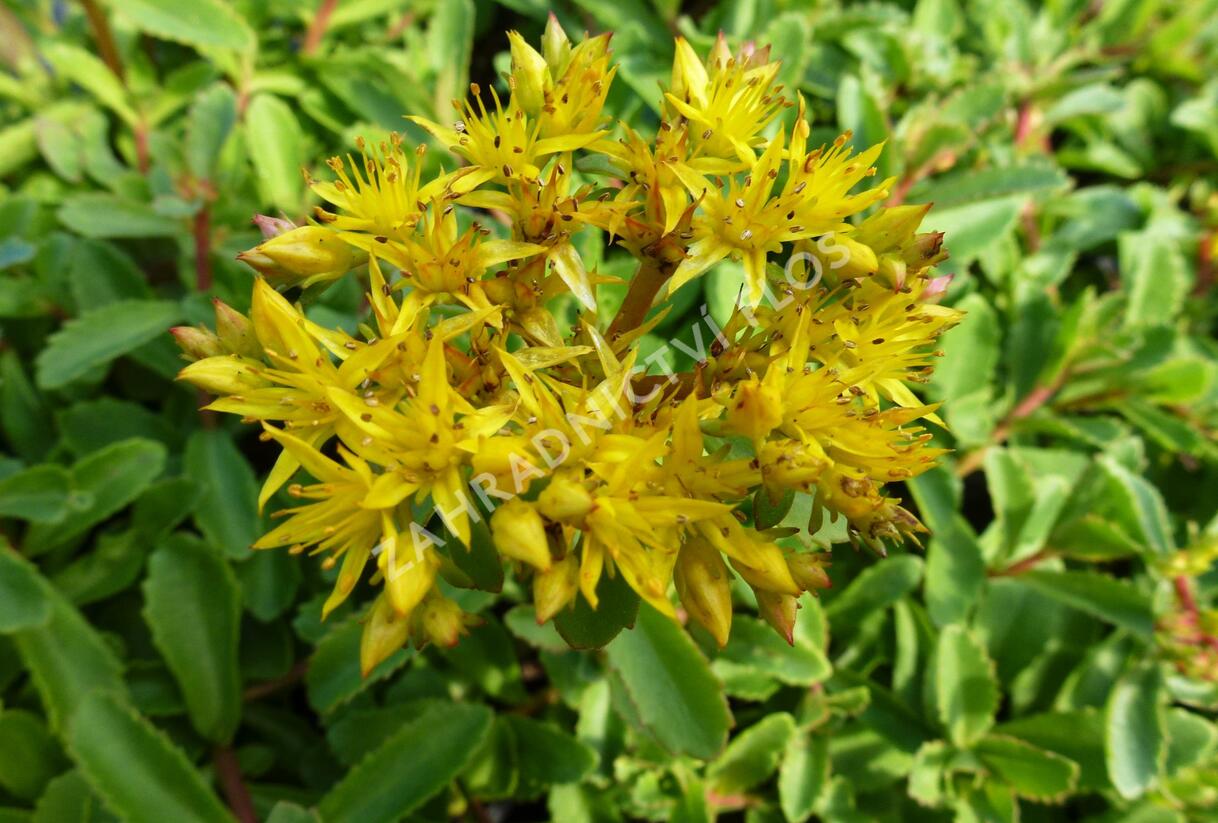 Rozchodník 'Euphorbioides' - Sedum aizoon 'Euphorbioides'