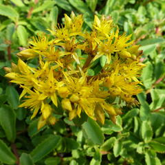 Rozchodník 'Euphorbioides' - Sedum aizoon 'Euphorbioides'