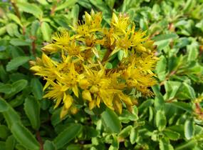 Rozchodník 'Euphorbioides' - Sedum aizoon 'Euphorbioides'