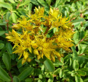 Rozchodník 'Euphorbioides' - Sedum aizoon 'Euphorbioides'