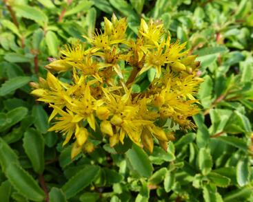 Rozchodník 'Euphorbioides'