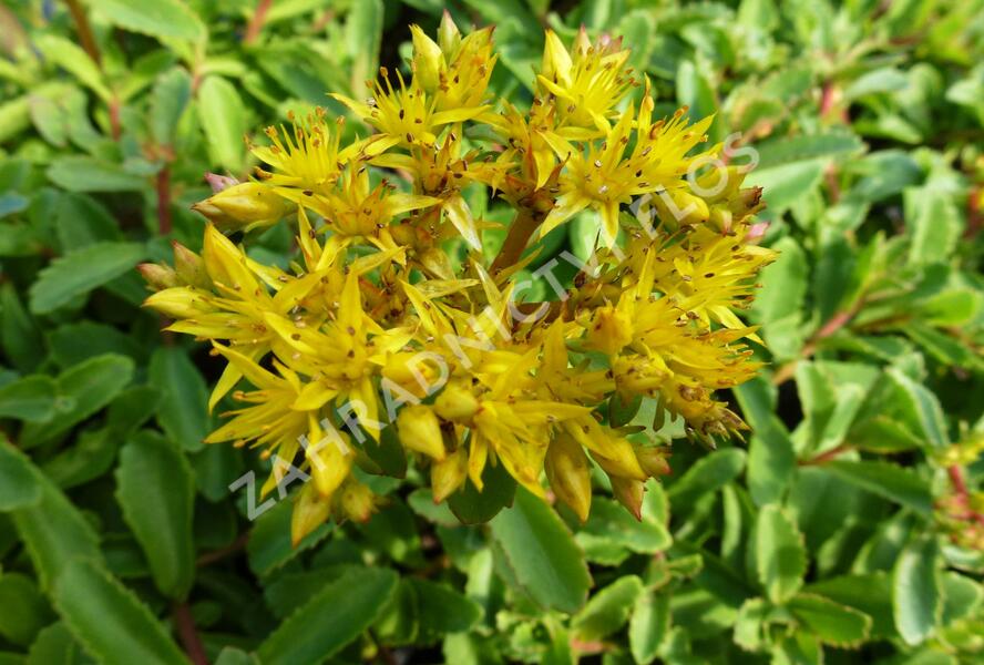 Rozchodník 'Euphorbioides' - Sedum aizoon 'Euphorbioides'