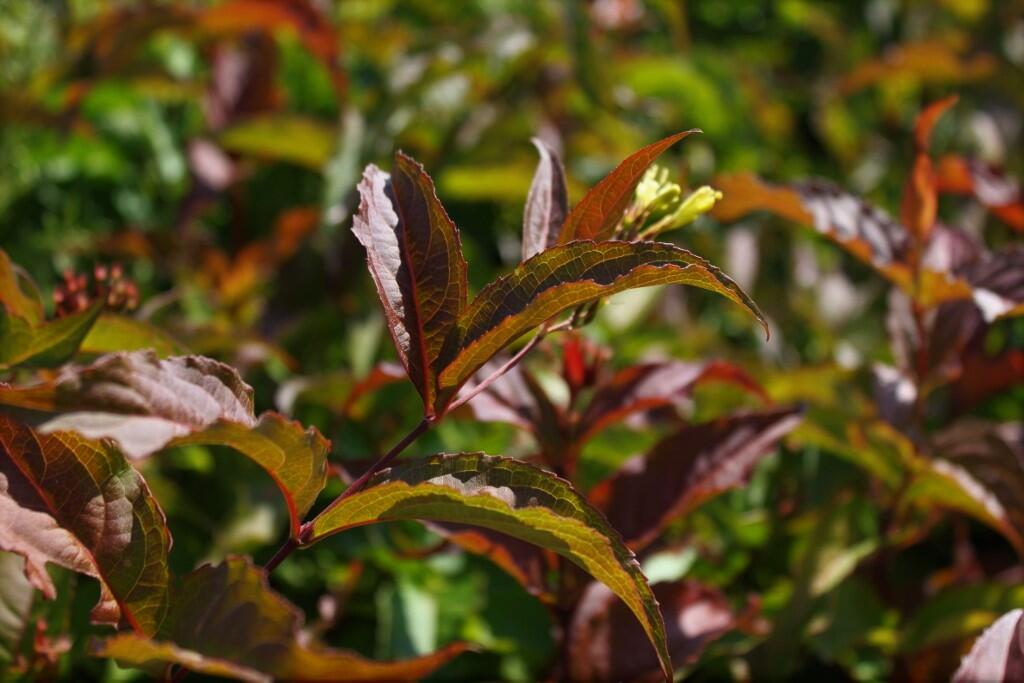 Zanice bezřapíčná 'Dise' - Diervilla sessilifolia 'Dise'