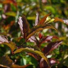 Zanice bezřapíčná 'Dise' - Diervilla sessilifolia 'Dise'