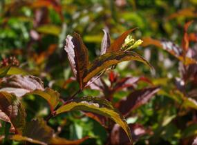 Zanice bezřapíčná 'Dise' - Diervilla sessilifolia 'Dise'