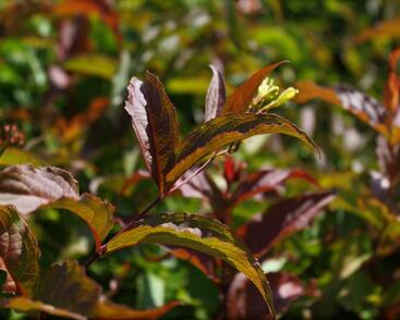 Zanice bezřapíčná 'Dise'