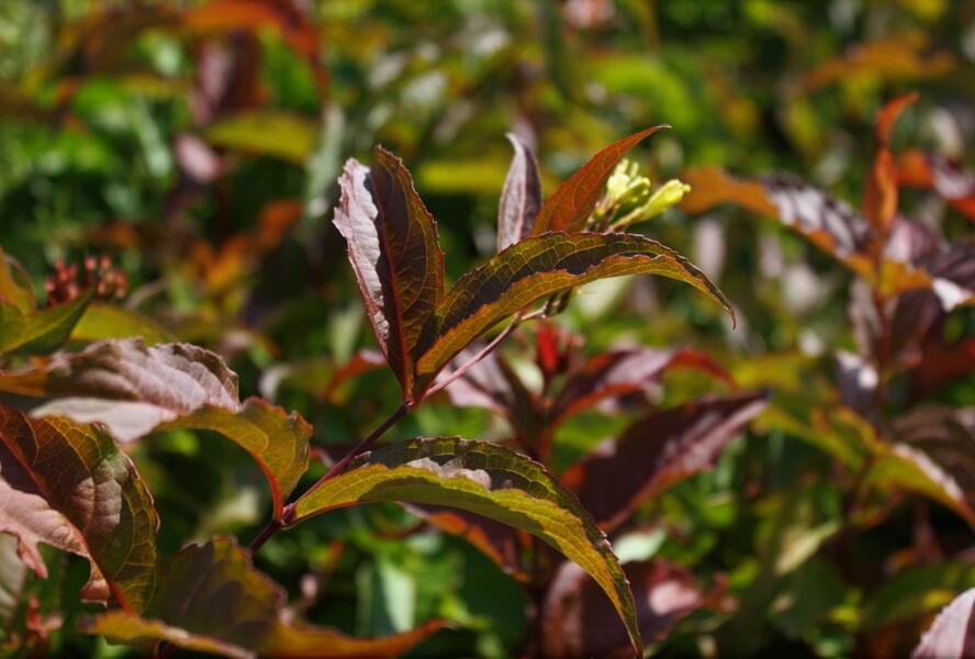 Zanice bezřapíčná 'Dise' - Diervilla sessilifolia 'Dise'