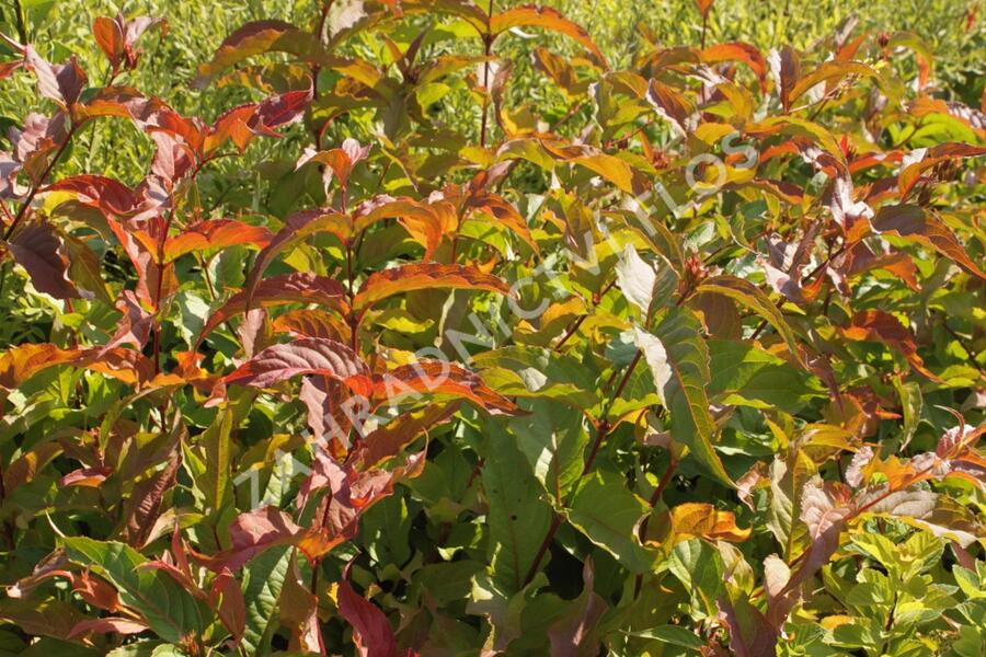 Zanice bezřapíčná 'Dise' - Diervilla sessilifolia 'Dise'